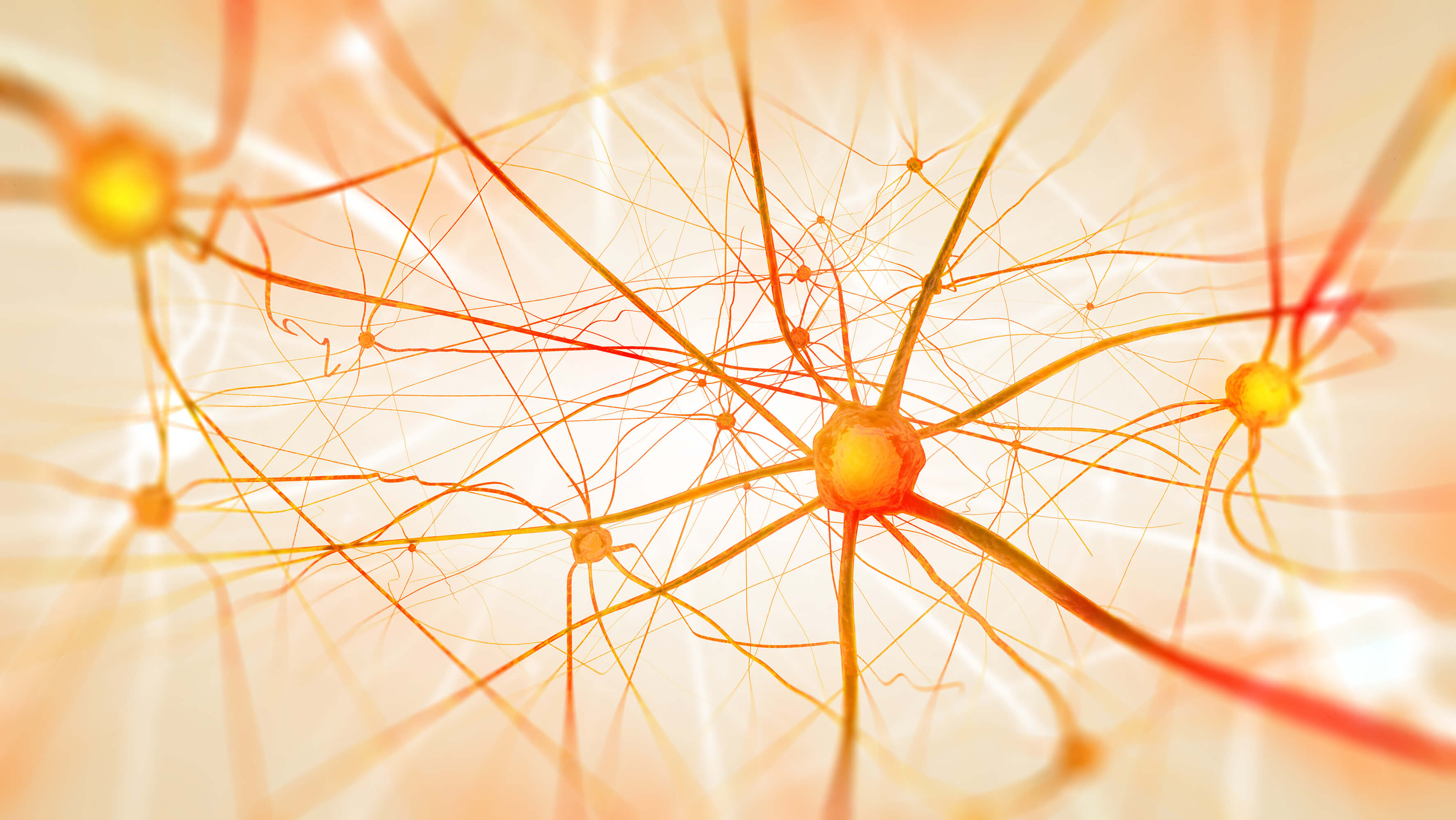 Neurons in the brain on light background